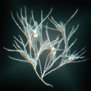 FungalEntityMaysFungalMatter.png