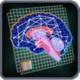 BrainCircuitryPatternBasic.png