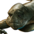 Xindi-Aquatic Councilor Head.png