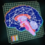 BrainCircuitryPattern.png