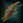 CetiEel.png