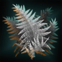 MenellenLeaves.png
