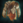 RuraPentheFurs.png