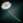 KirasFlower.png