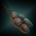 MahkoRoot.png