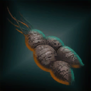 MahkoRoot.png
