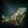 ZimmermansHoloIguanaLeonard.png