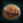 TribbleHerderScottysTribbles2.png