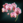 Orchids.png