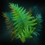 EvolvedJanewaysFlora.png